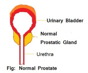 Normal Prostate